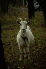 A white goat with curved horns stands between two trees, gazing curiously. The background features a blurred car, and the ground is scattered with dried leaves and grass.