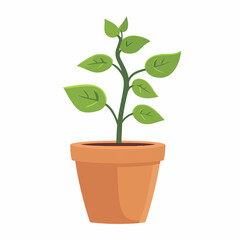Money Plant in Pot Vector Illustration