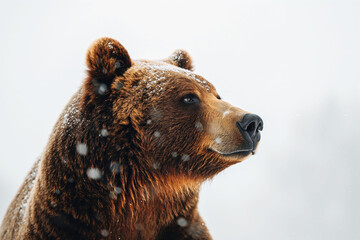 Fototapeta premium Brown bear in profile against a soft light background symbolizing Bear Day Bulgaria celebration