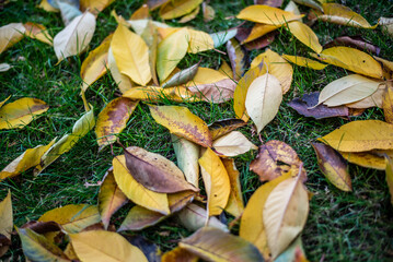 Autumn Yellow Leaves on Grass in the Garden, Top View. Autumn concept. Autumn backgound