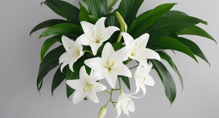 White Flowers and Green Leaves on a Gray Background.