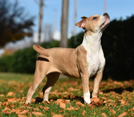 american bully dog puppy in the field