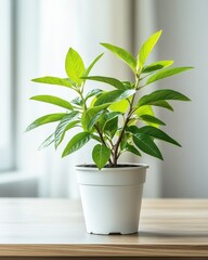 Obraz premium A vibrant green potted plant with glossy leaves, thriving on a light wood table under soft natural light.