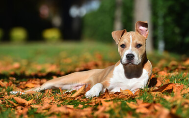 american bully dog puppy in the field