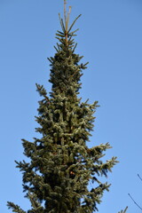 This spruce tree in nature is covered with rime in sunny late autumn day.