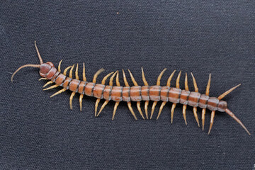 
A centipede is crawling on a black velvet cloth. This multi-legged animal has the scientific name...