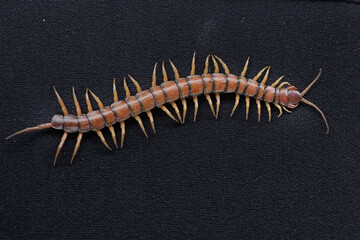 
A centipede is crawling on a black velvet cloth. This multi-legged animal has the scientific name...
