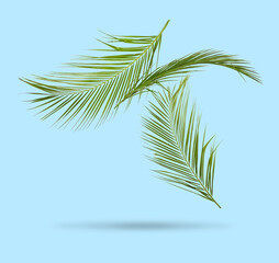 Obraz premium Green tropical leaves in air on light blue background
