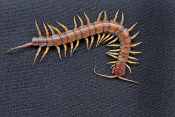 
A centipede is crawling on a black velvet cloth. This multi-legged animal has the scientific name Scolopendra morsitans.