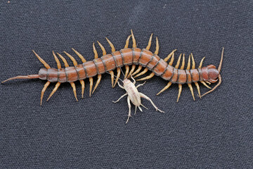 Fototapeta premium A centipede ready to prey on a cricket. This multi-legged animal has the scientific name Scolopendra morsitans.