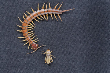 A centipede ready to prey on a cricket. This multi-legged animal has the scientific name Scolopendra morsitans.