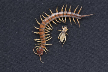 A centipede ready to prey on a cricket. This multi-legged animal has the scientific name Scolopendra morsitans.