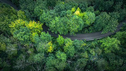 Aerial view of road hidden in green leafy forest, east sussex, UK.