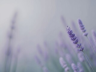 Obraz premium Calm gradient of cool blues and grays with a touch of lavender.