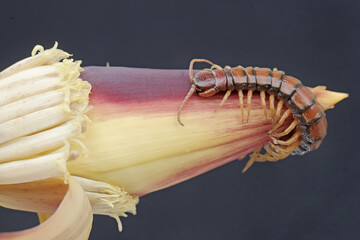 A centipede hunts for small insects in wild banana flowers. This multi-legged animal has the...