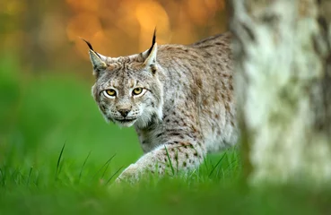 Gordijnen Eurasian lynx ( Lynx lynx ) close up © Piotr Krzeslak