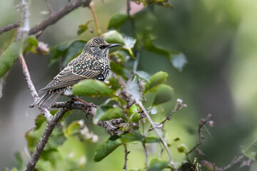 Uno storno comune (Sturnus vulgaris) in un momento di pausa tra i rami di un albero.