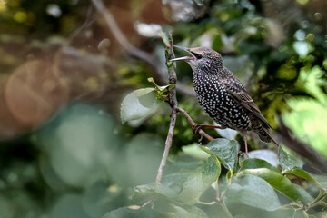 Uno storno comune (Sturnus vulgaris) appollaiato su un ramo chiama i suoi compagni.