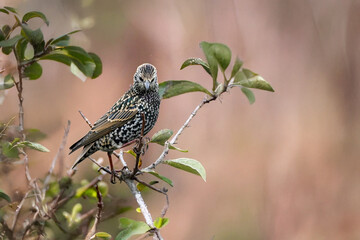 Uno storno comune (Sturnus vulgaris) guarda indietro con un'espressione arrogante dalla cima di un albero.