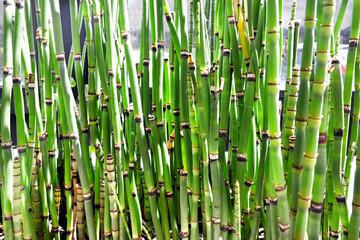 VARIEDAD DE PLANTAS Y FLORES BENEFICIOS HIERBAS NATURALEZA PRIMAVERA