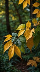 Obraz premium Lush green and golden leaves with natural beauty.