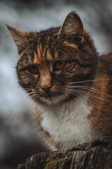 A fluffy tabby cat with striking orange and black fur gazes intensely at the camera, its white chest fur contrasts with its dark surroundings, exuding an aura of confidence and curiosity.