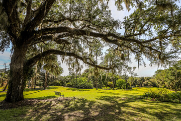 Beautiful tree over grassy area and bench on a clear day