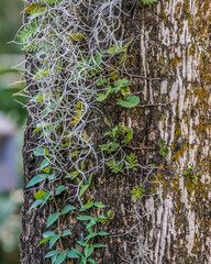 Green vines and delicate air plants cling to the rough bark of a tree, creating a contrast between the soft leaves and the textured surface. 