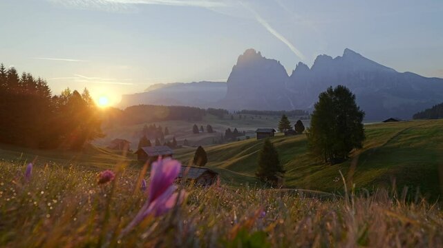 Sunrise illuminates the meadows of Seiser Alm in the Dolomites, Italy, with alpine flowers in the foreground and majestic mountain peaks in the background. A rural landscape in the morning light.