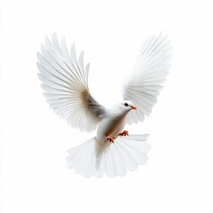 White Dove Flying on White Background