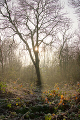 Low winter sun shining through trees