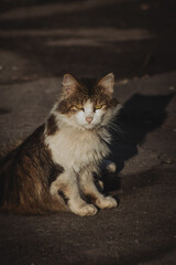 A fluffy cat with a mix of brown and white fur sits confidently on a sunlit pavement, its striking yellow eyes gazing intently, casting a soft shadow beside it.