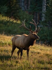Obraz premium Male elk with broken antlers walking through a grassy clearing in late summer.