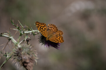 butterfly on a flower