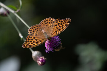 butterfly on flower