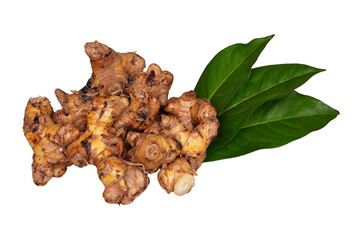 Galangal root along with its leaves isolated transparent