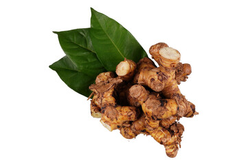 Galangal root along with its leaves isolated transparent