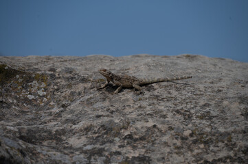 lizard on the rock