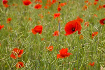 Fototapeta premium Delicate red poppies sway across the field, a bright and colorful landscape beneath the open sky.