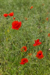 Bright red poppies cover the landscape, their vivid petals gently swaying in the breeze over a lush green field.