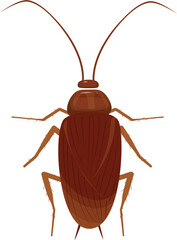 Cockroach illustration. Cockroach life cycle.