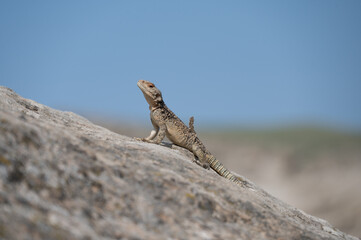 lizard on rocks