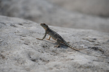lizard on rock