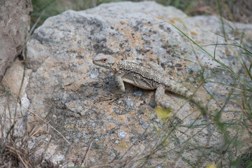 lizard on the rock