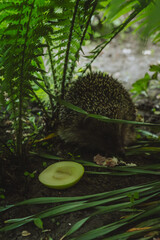 A hedgehog with spiky quills rests among lush green ferns and foliage, blending into the earthy surroundings, while soft light filters through the leaves