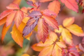 A close-up view of a plant with numerous leaves, suitable for illustrations and designs