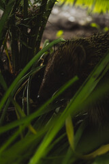 A hedgehog with spiky quills rests among lush green ferns and foliage, blending into the earthy surroundings, while soft light filters through the leaves