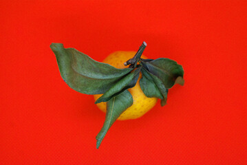 Fresh tangerines with leaves on a colored background, fruits, vitamins.