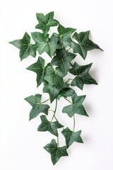 A single green leaf sits on a clean white surface