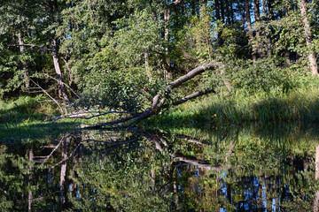 Obraz premium Tranquil Forest Lake with Fallen Trees Reflection